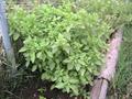 Creeping False Holly ، Atropa procumbens